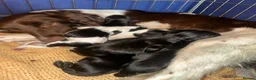 Sprocker dogs for sale: Beautiful sprocker puppies  - Advert 1
