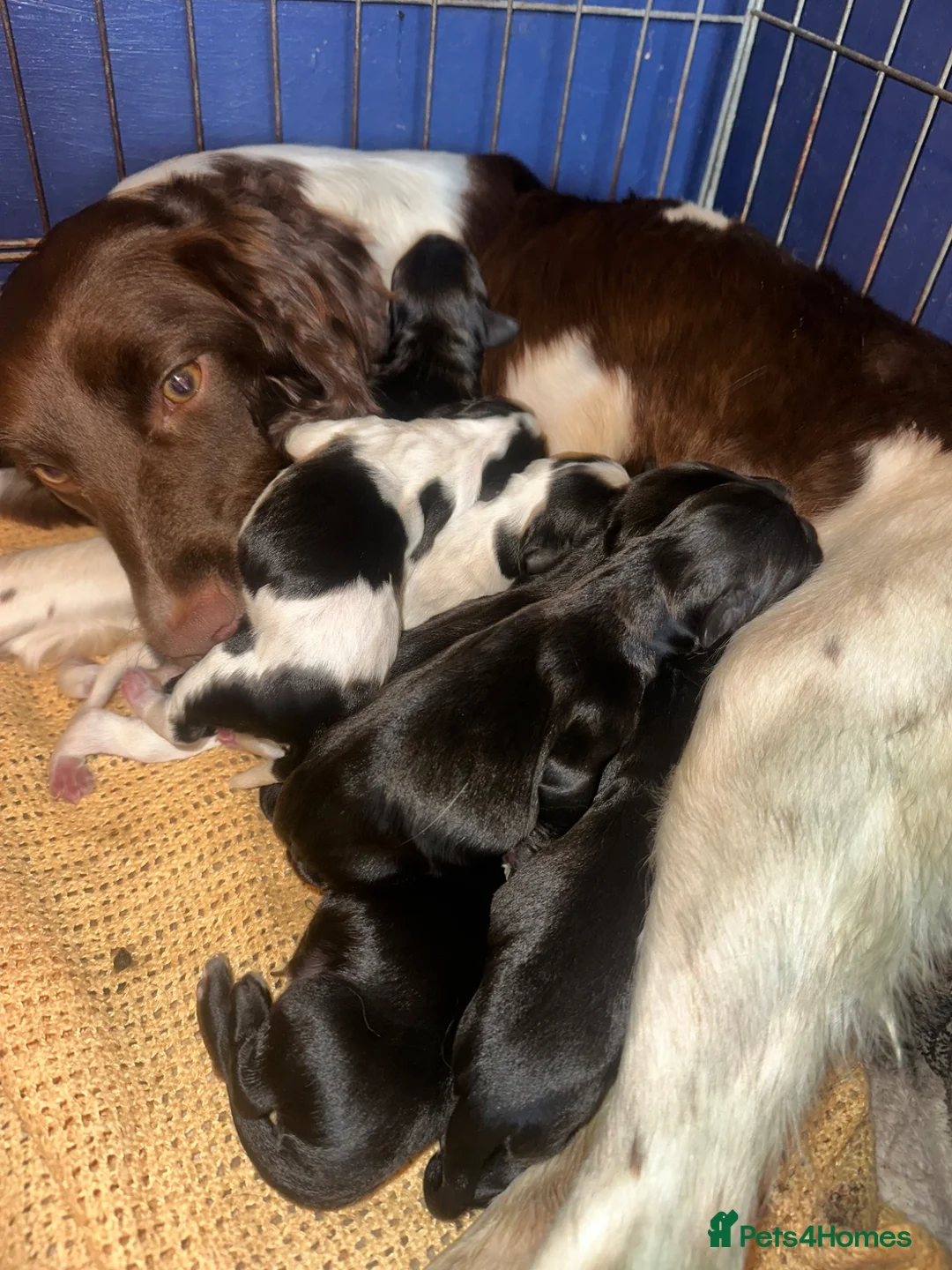 Sprocker dogs for sale: Beautiful sprocker puppies  - Advert 1