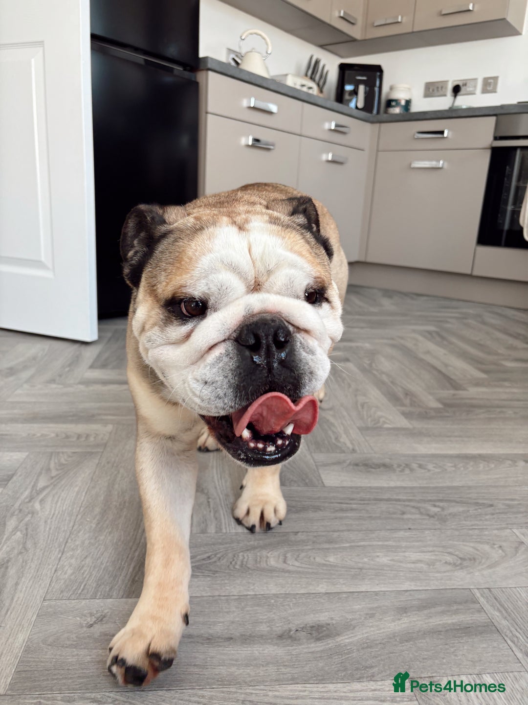 English Bulldog dogs for stud: Proven KC English Bulldog for Stud - Advert 7