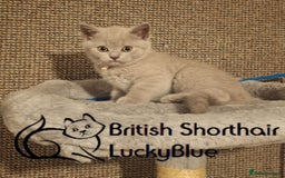 British Shorthair cats for sale: Ready to go Gorgeous Lilac Girl BSH GCCF - Image 3