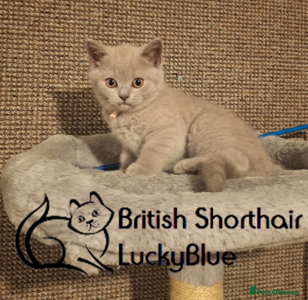 British Shorthair cats for sale: Ready to go Gorgeous Lilac Girl BSH GCCF - Image 3