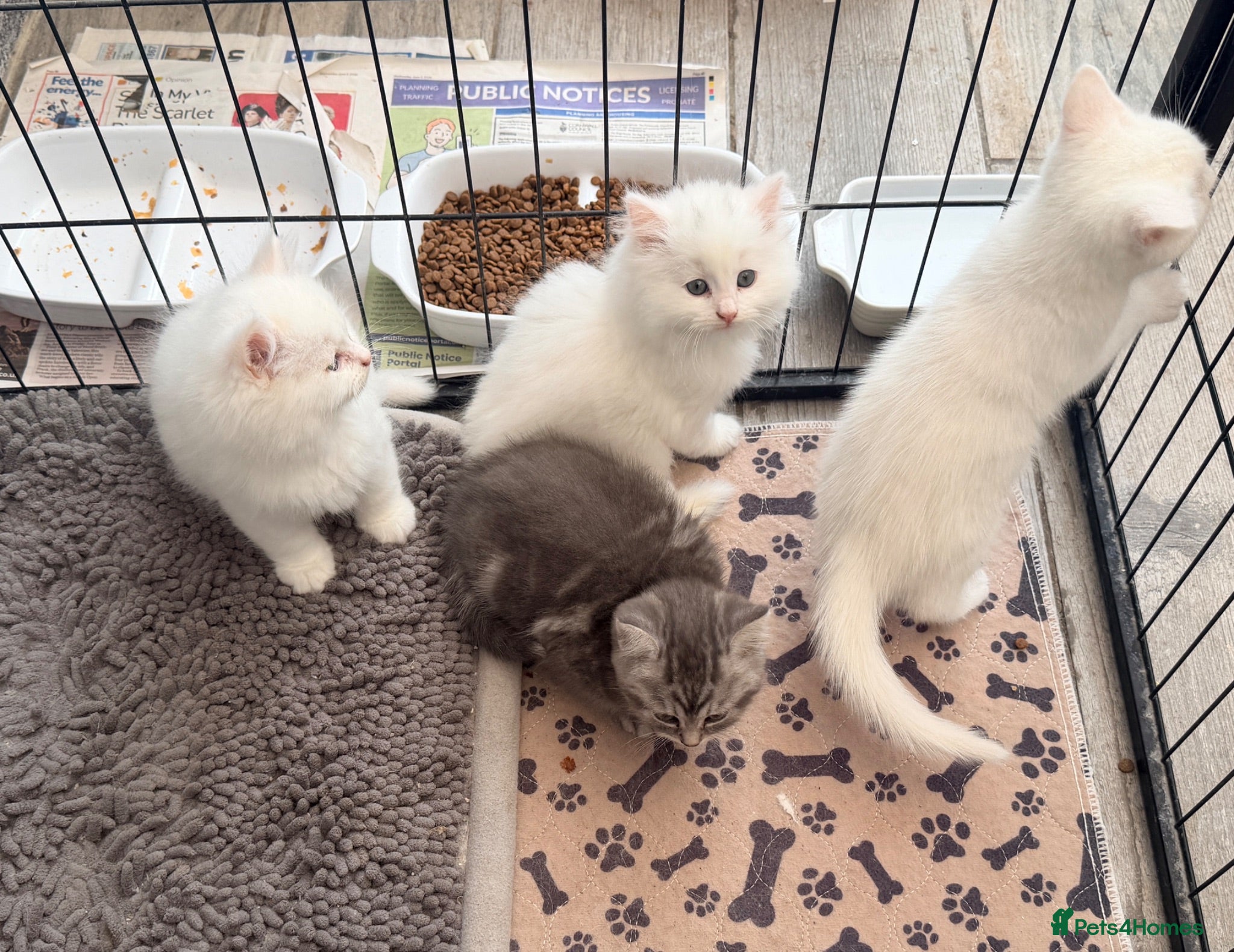 Persian cats 4 beautiful Persian x kittens, ready now - Advert 6