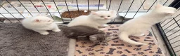 Persian cats for sale: 4 beautiful Persian x kittens, ready now - Advert 17