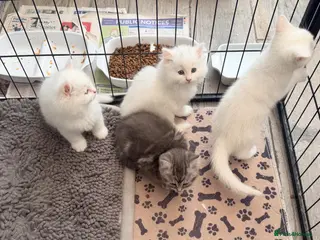Persian cats 4 beautiful Persian x kittens, ready now - Advert 6