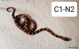 Corn Snake reptiles for sale: Babies Corn Snakes - Image 3