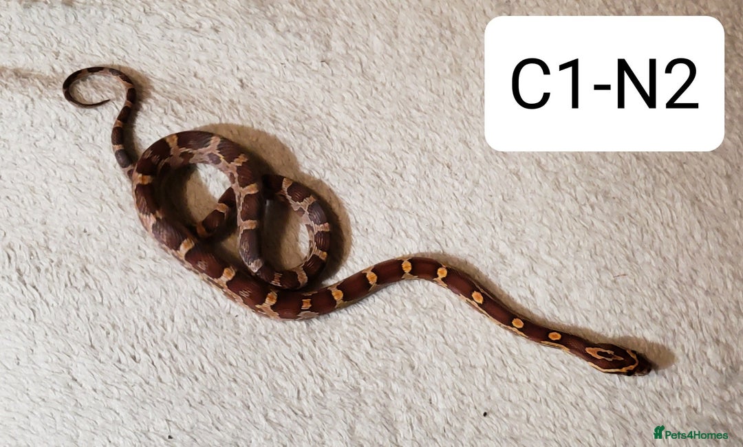 Corn Snake reptiles for sale: Babies Corn Snakes - Image 3