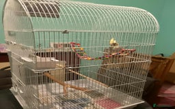 Cockatiels birds for sale: cockatiel - Advert 1