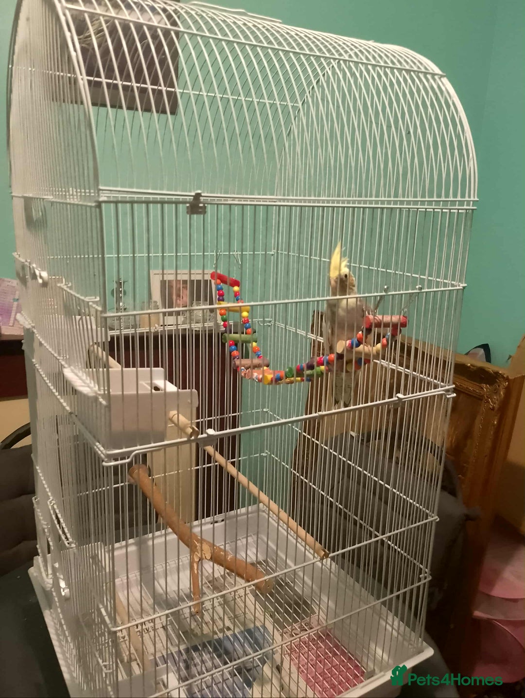 Cockatiels birds for sale: cockatiel - Advert 1