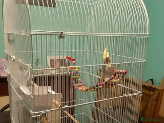 Cockatiels birds for sale: cockatiel - Advert 1