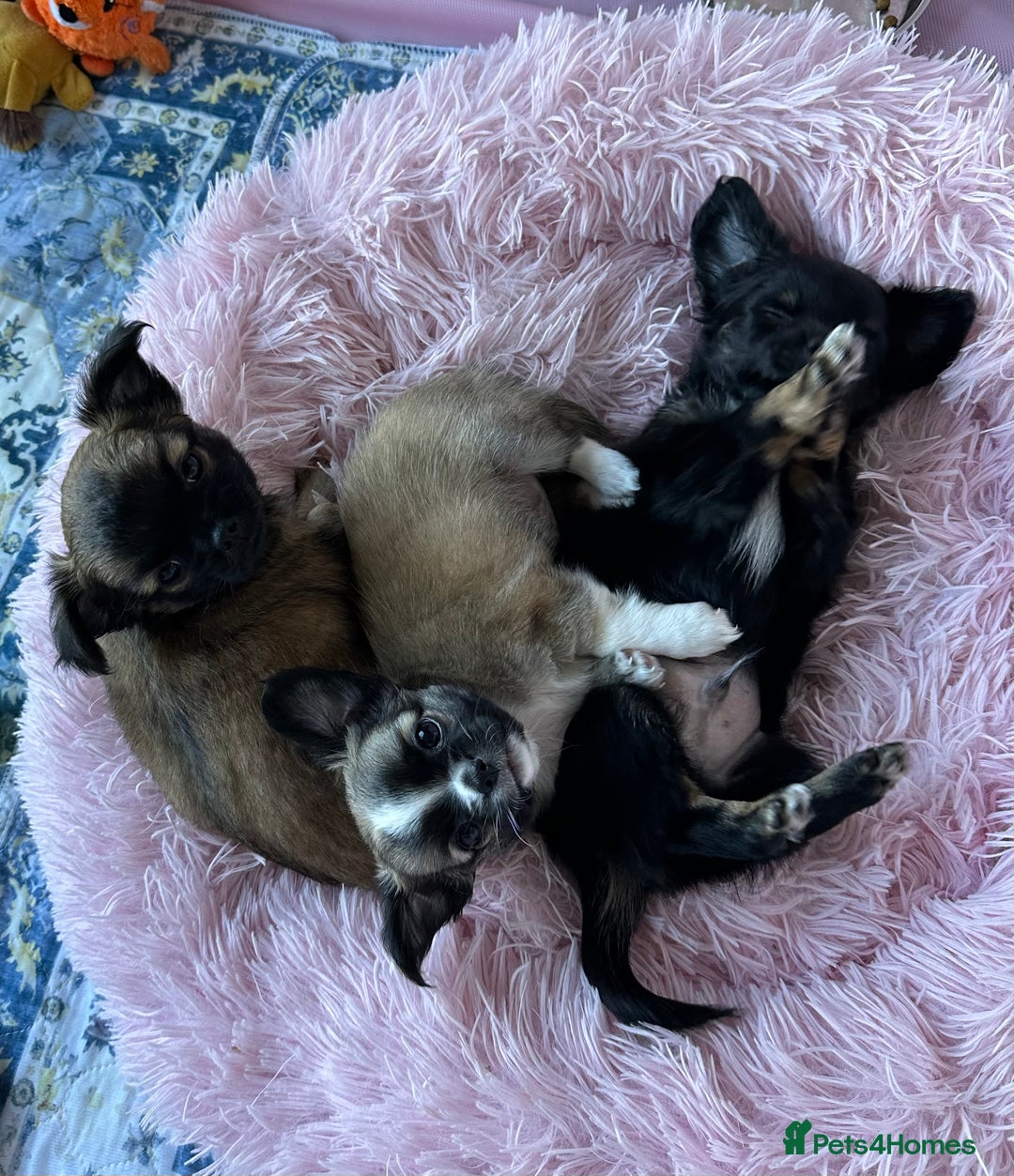 Chihuahua dogs for sale: Beautiful Chihuahua Puppies  - Image 5