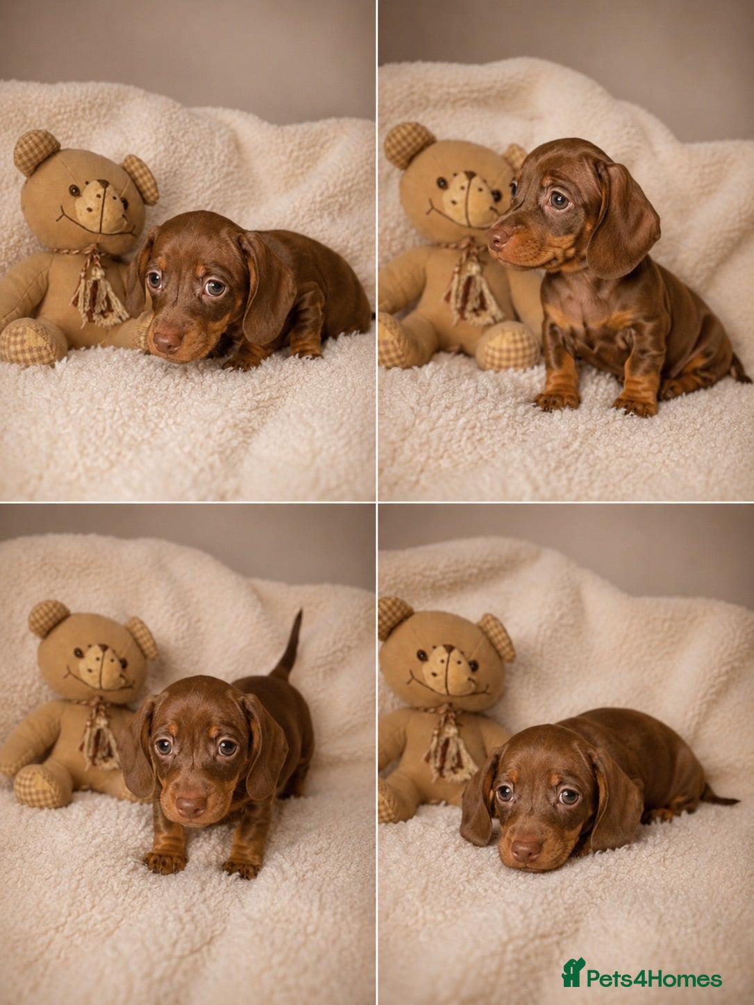 Miniature Dachshund dogs Miniature dachshund  - Advert 3