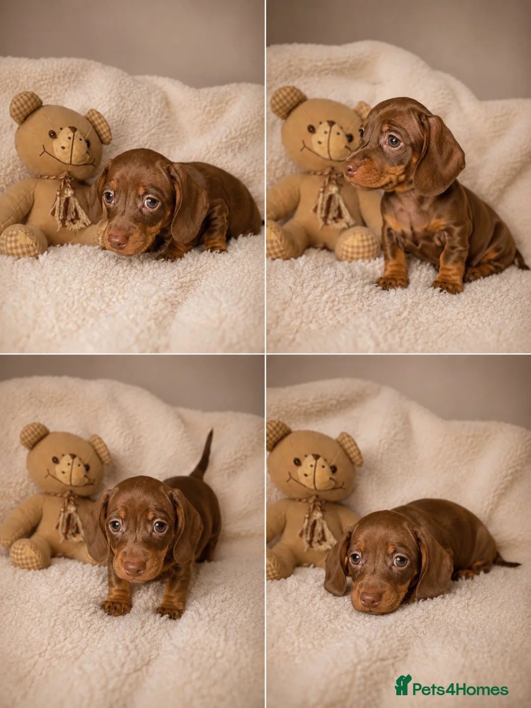 Miniature Dachshund dogs for sale: Miniature dachshund  - Advert 1