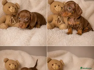 Miniature Dachshund dogs Miniature dachshund - Advert 4