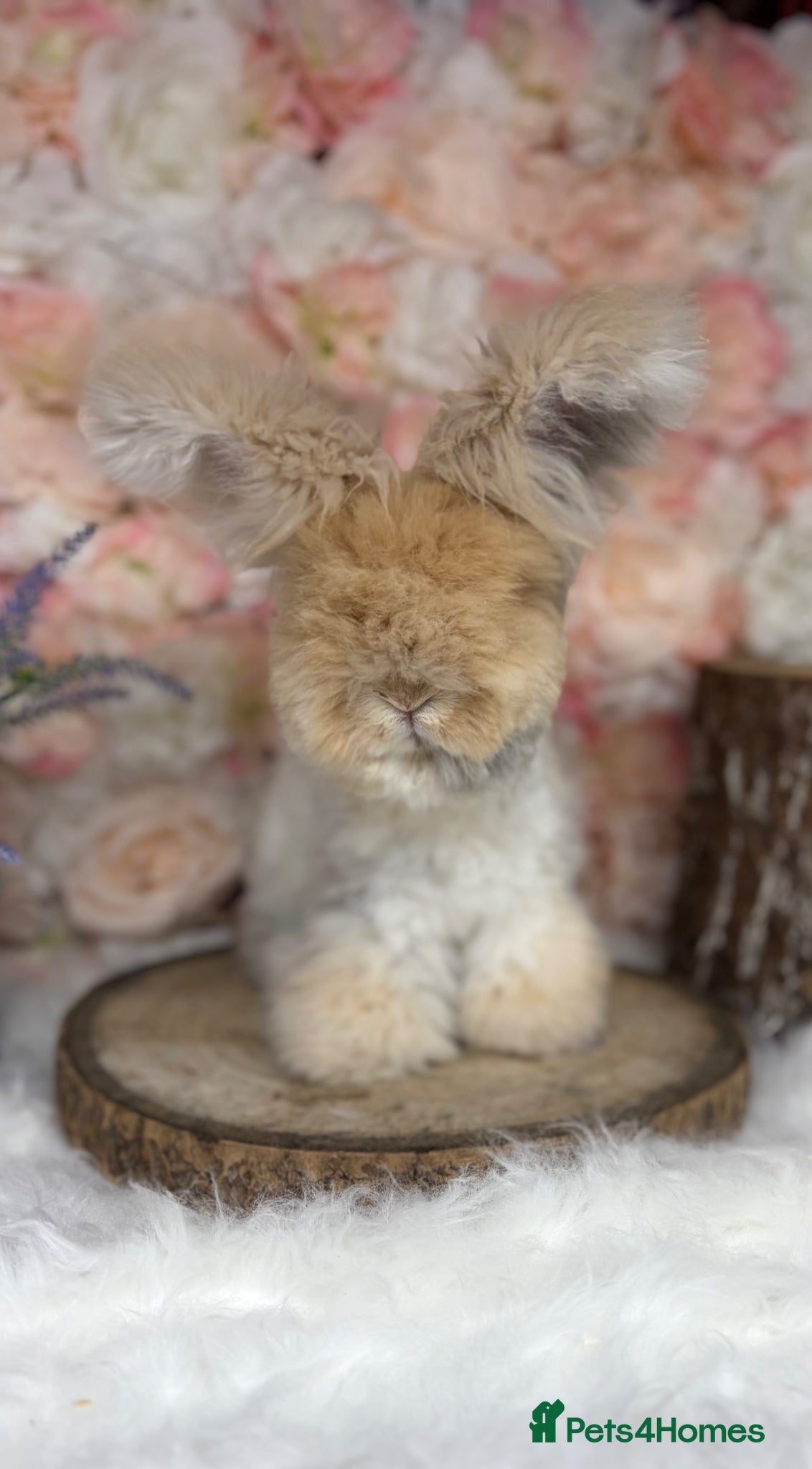 Angora rabbits for sale: 🌟 PUREBRED ENGLISH ANGORAS 🌟 - Advert 12