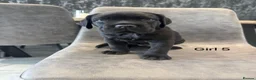 Cane Corso dogs for sale: Ready to collect Exceptional Cane Corso puppies   - Advert 13