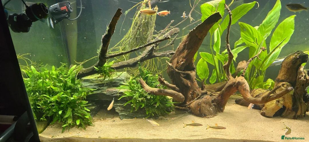 Catfish fish for sale: Fluval roma 240L aquarium- complete upgraded setup - Advert 2