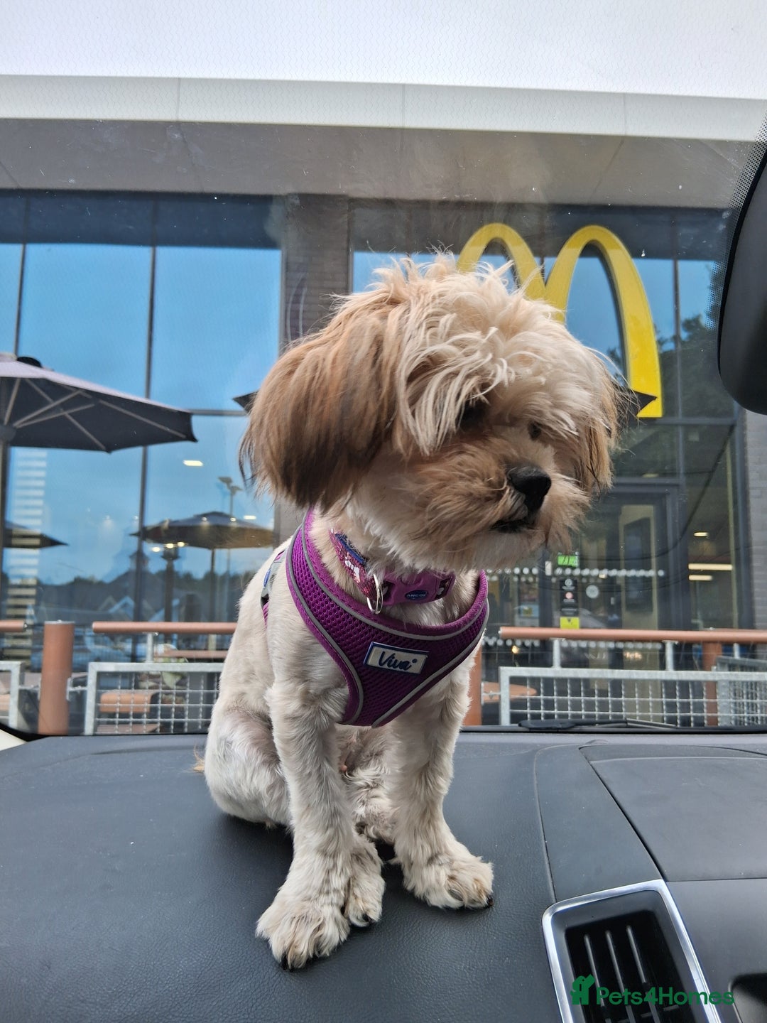 Shorkie dogs for sale: Beautiful Pixie needs forever home - Image 3