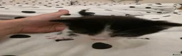 Mixed Breed cats for sale: Male Kitten  in Stockport - Advert 10
