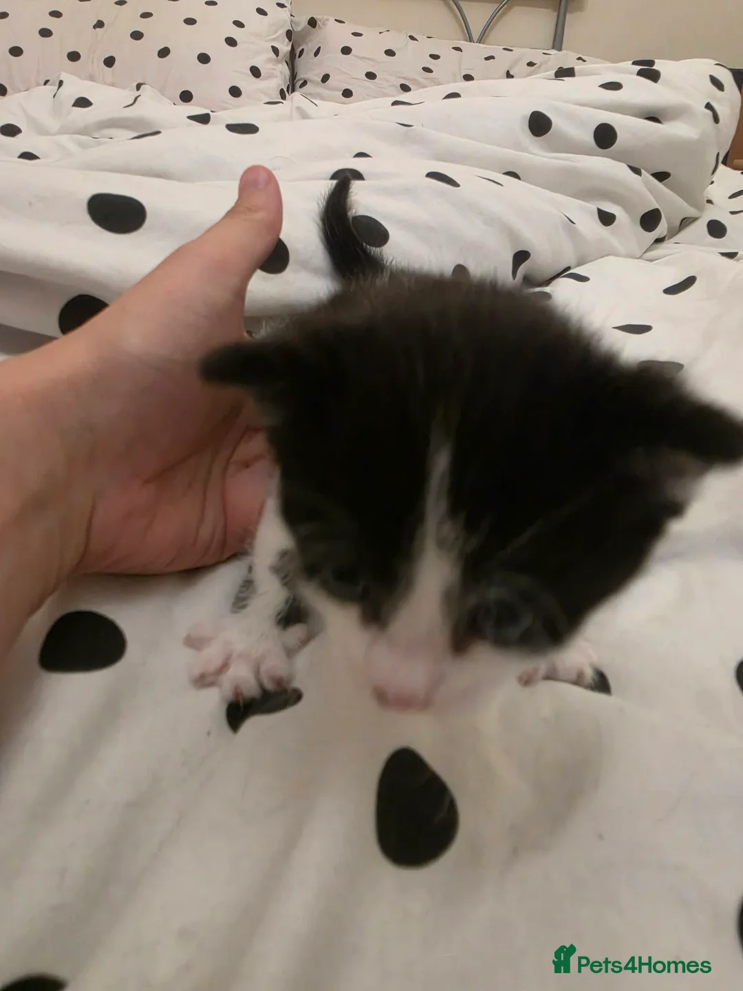 Mixed Breed cats for sale: Male Kitten  in Stockport - Advert 10