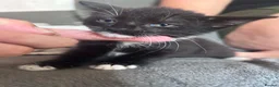 Mixed Breed cats for sale: Mixed litter ready for their forever home in Blandford Forum - Advert 5