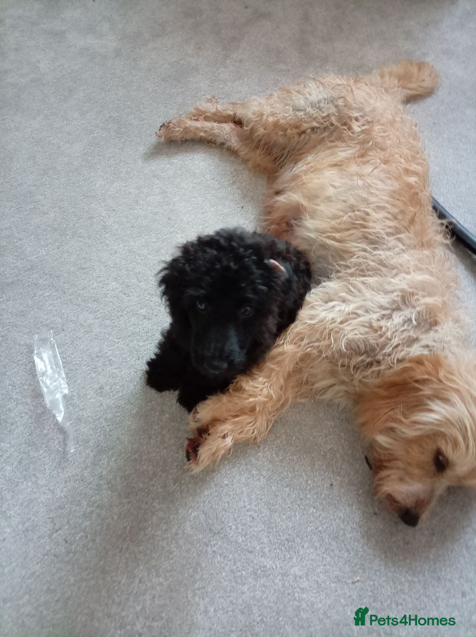 Mini Goldendoodle dogs Beautiful MINI Goldendoodles - Advert 2