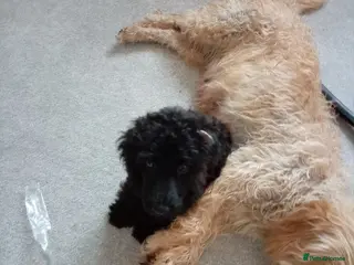 Mini Goldendoodle dogs Beautiful MINI Goldendoodles - Advert 2