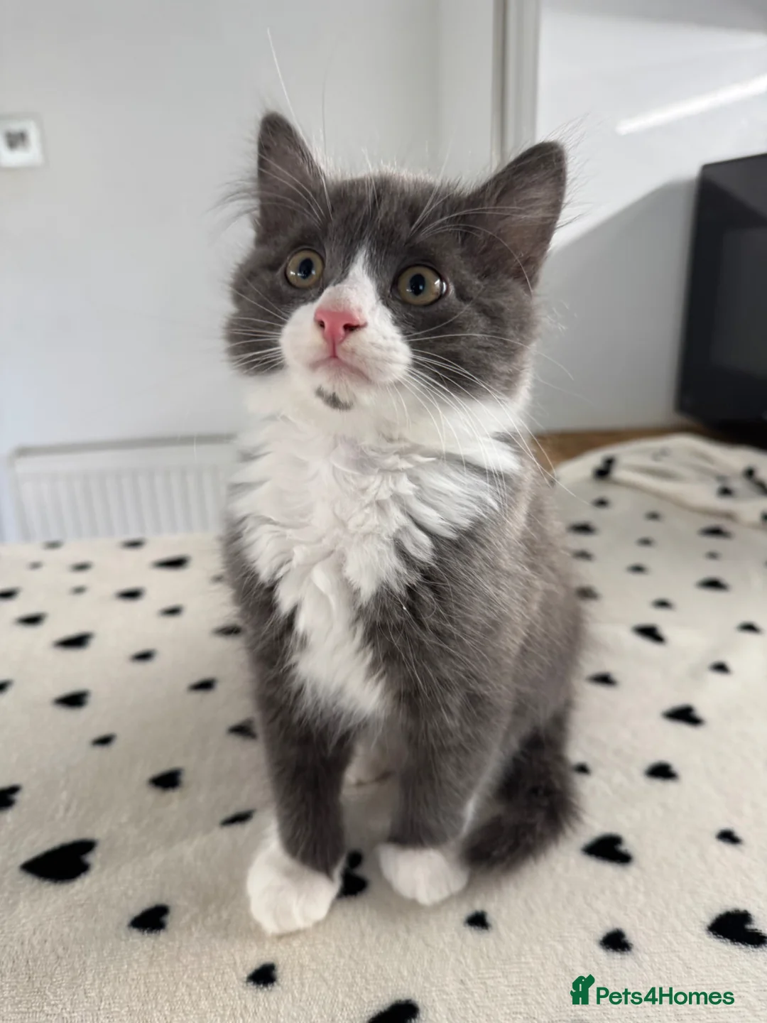 Mixed Breed cats for sale: 3 RAGDOLL MIX MALE KITTENS - Advert 2