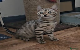 Bengal cats for sale: 13 week old Tica Registered Female Bengal Kitten in Falmouth - Image 10