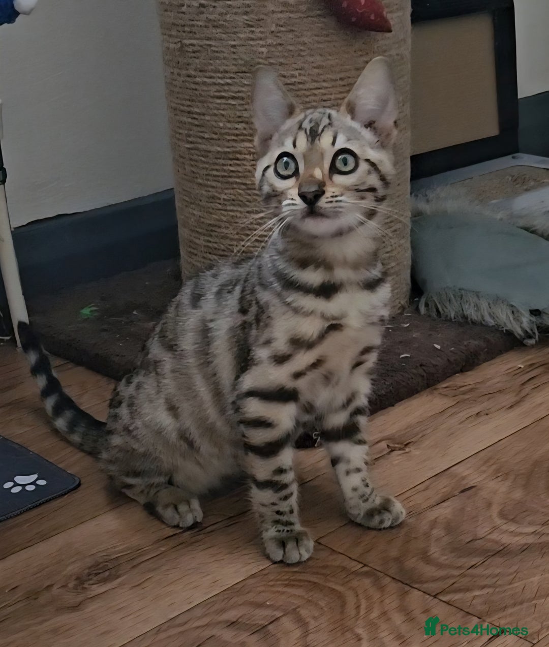 Bengal cats for sale: 13 week old Tica Registered Female Bengal Kitten in Falmouth - Image 10