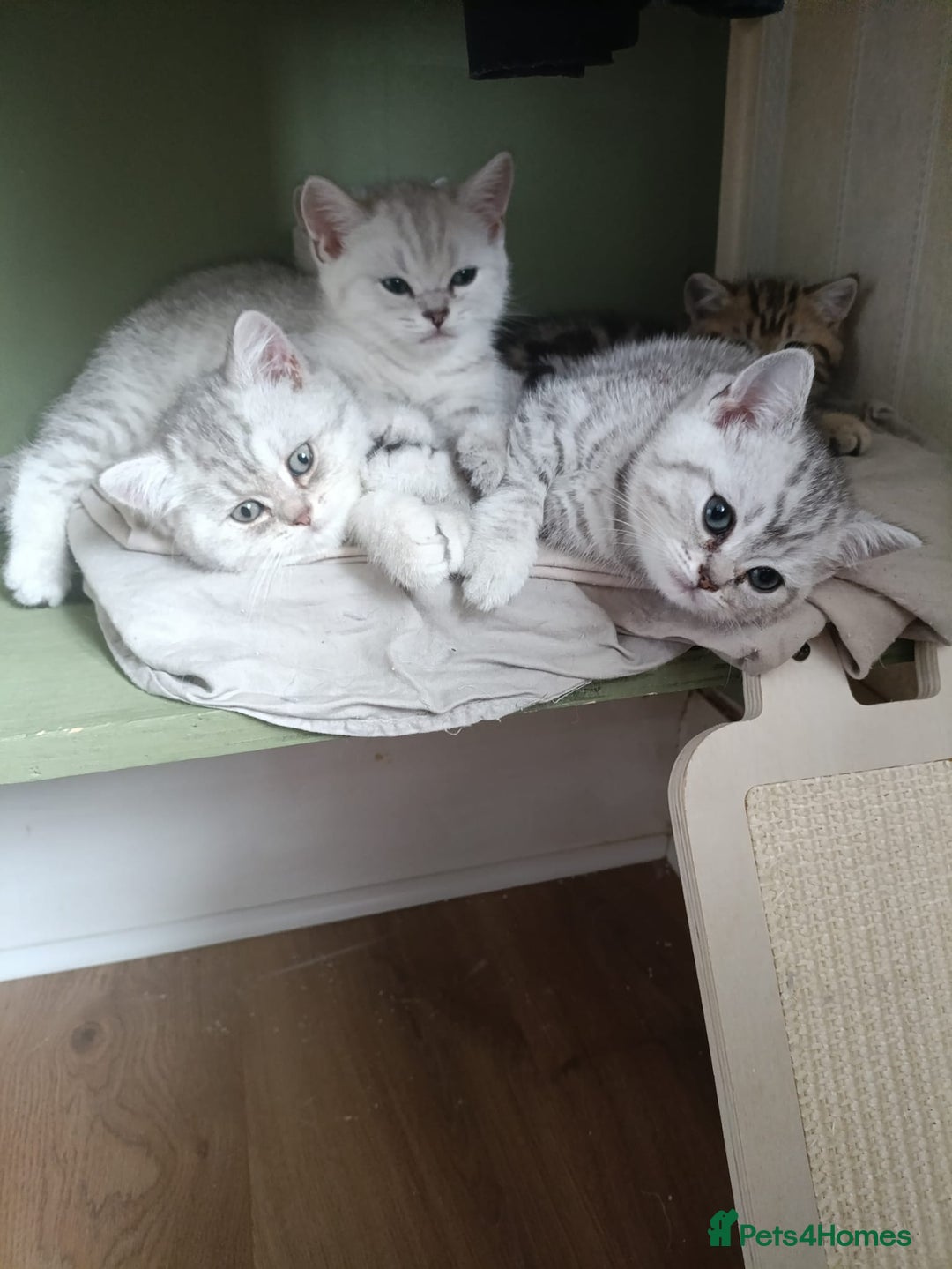 British Shorthair cats for sale: Beautiful  British Shorthair kittens  - Advert 4