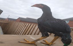 Hens poultry for sale: Aseel hen - Image 1