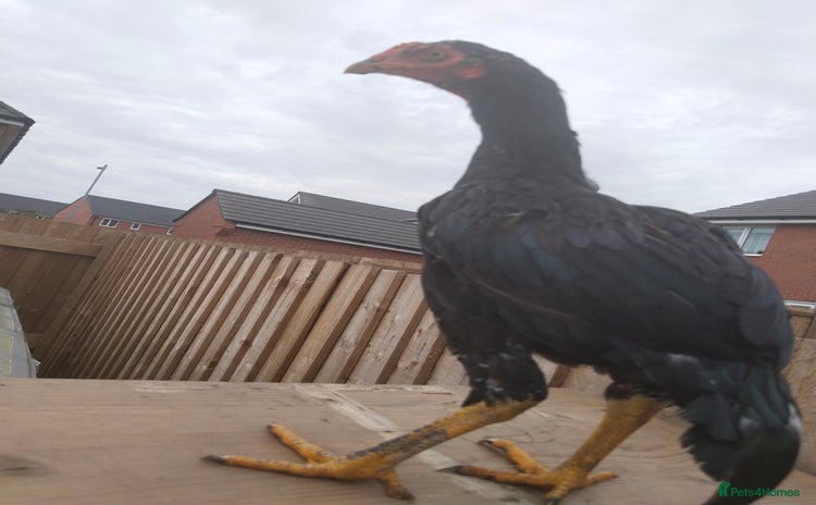 Hens poultry - Advert 13