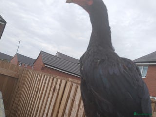 Hens poultry - Advert 1