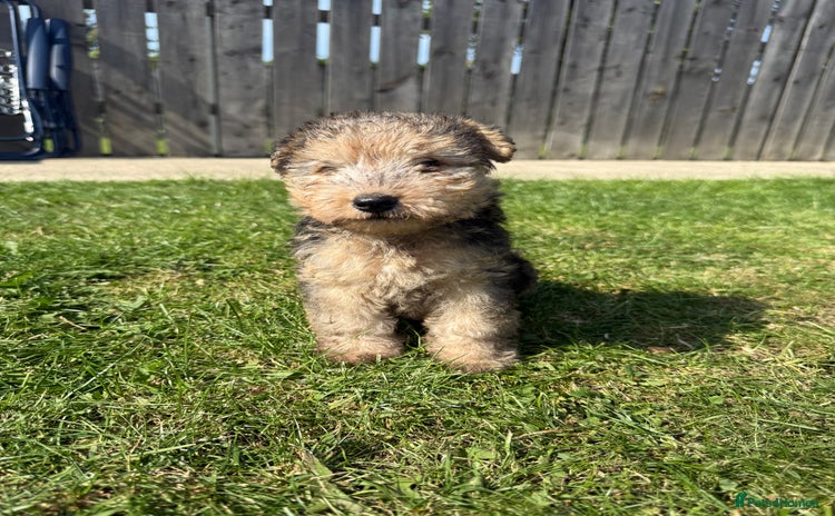 Lakeland Terrier dogs - Advert 1
