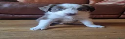 Border Collie dogs for sale: Red and white Tri colour puppies - Advert 8