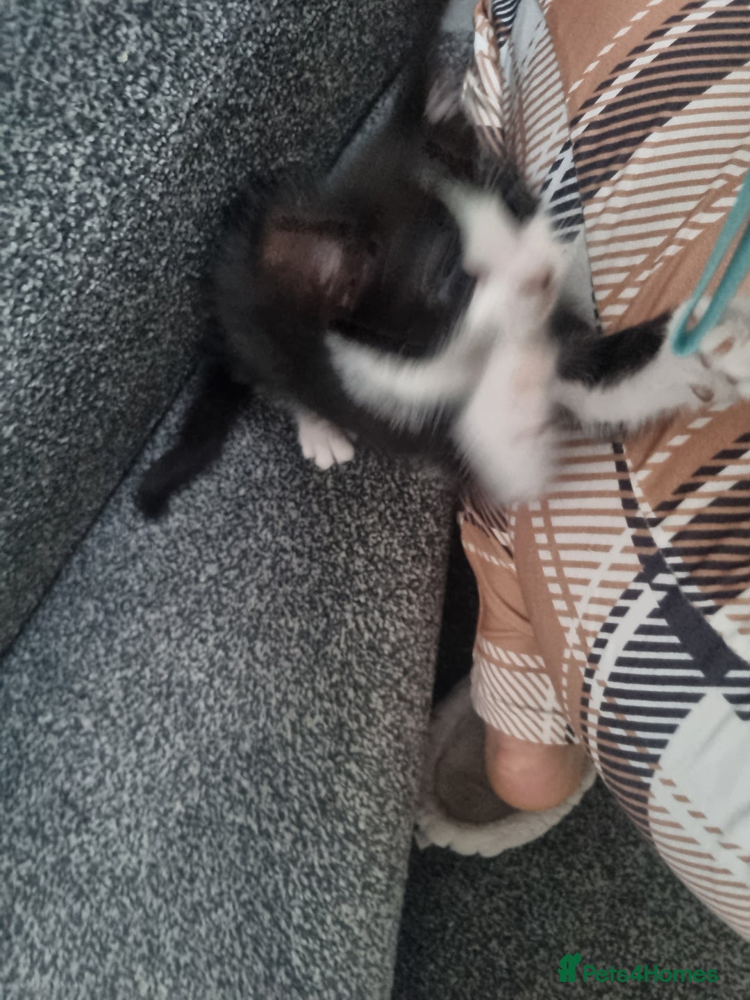Domestic Shorthair cats for sale: Kittens for sale, READY TO GO NOW!  - Image 7