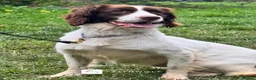 English Springer Spaniel dogs for sale: Aussie - Fully Trained Pet Springer Spaniel - Advert 4