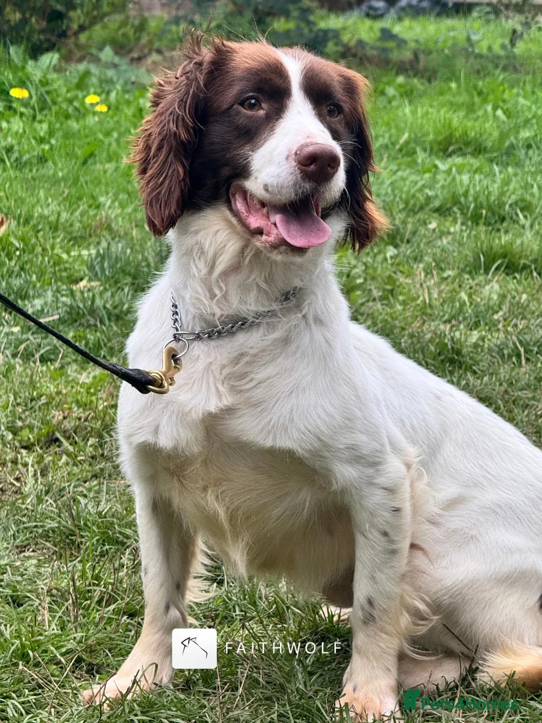 English Springer Spaniel dogs for sale: Aussie - Fully Trained Pet Springer Spaniel - Advert 4