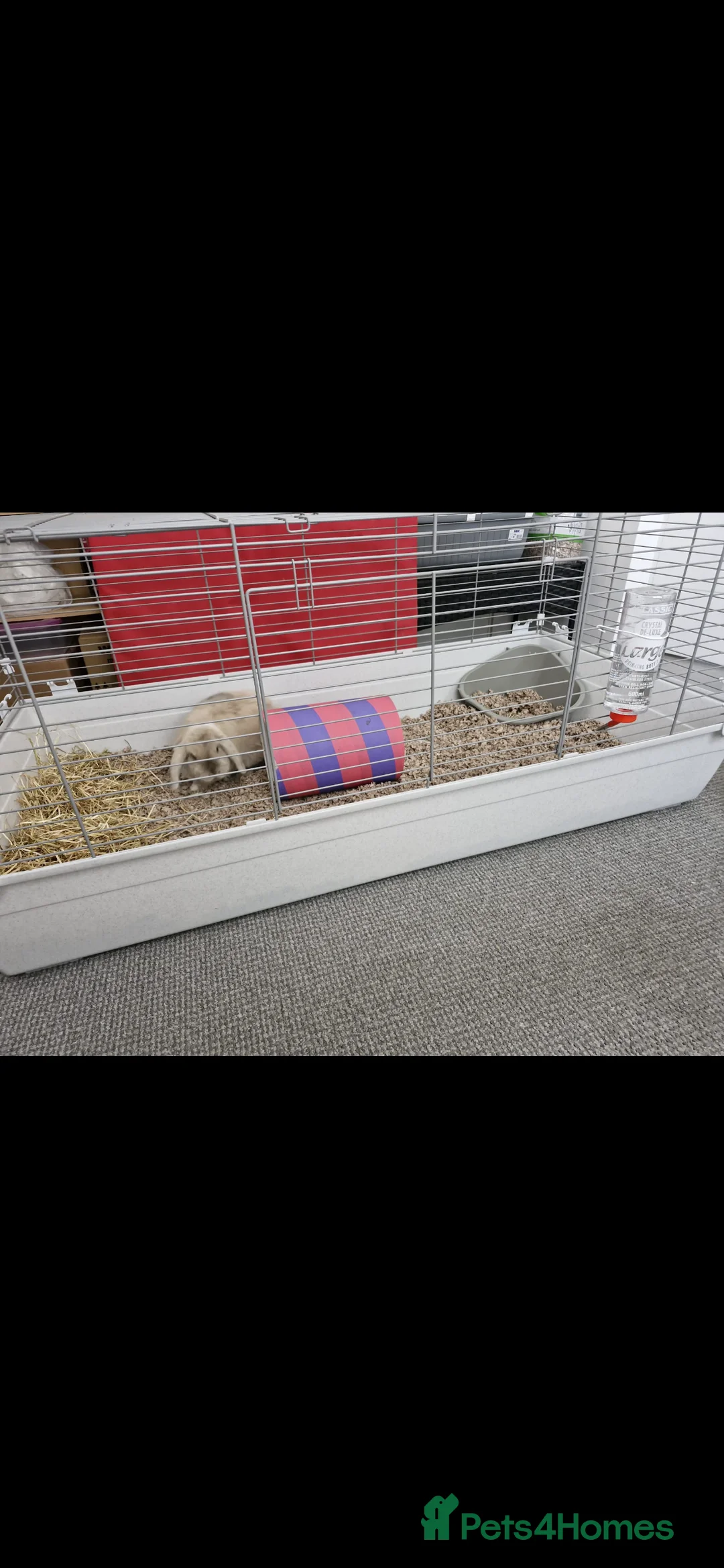 Mini Lop rabbits for sale: Female rabbit  - Advert 3