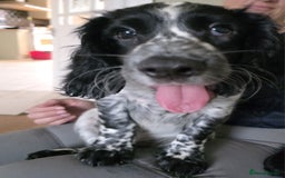 Cocker Spaniel dogs for sale: 4x Cocker Spaniel pups blue roan READY TO GO - Image 9