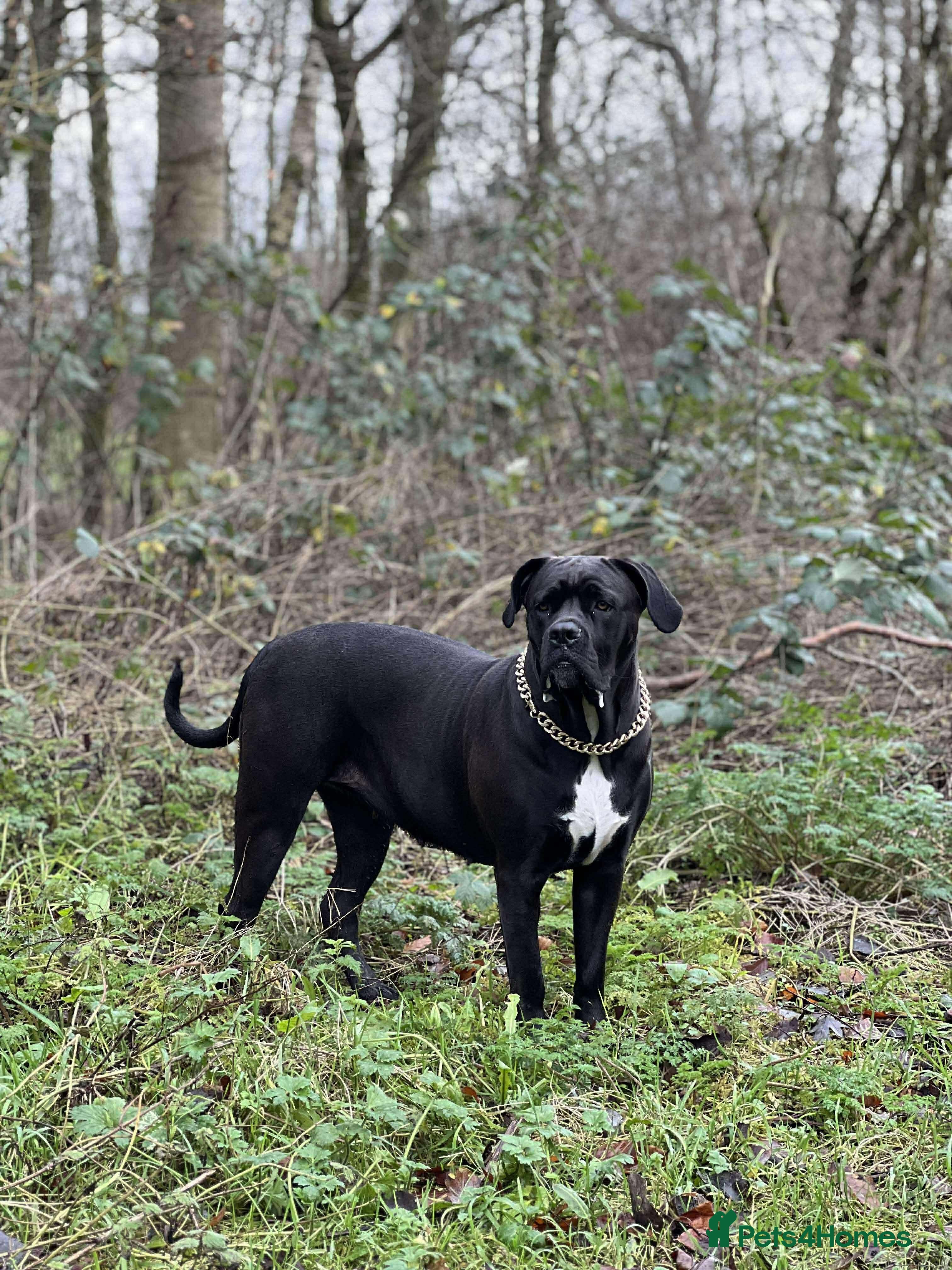 Cane Corso dogs Russian champ bloodline Cane Corso Puppies 8 left! - Advert 2