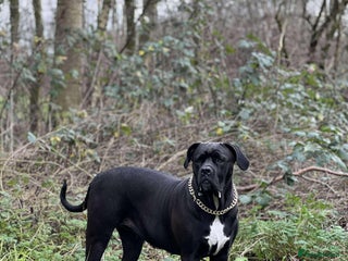 Cane Corso dogs Russian champ bloodline Cane Corso Puppies 8 left! - Advert 3