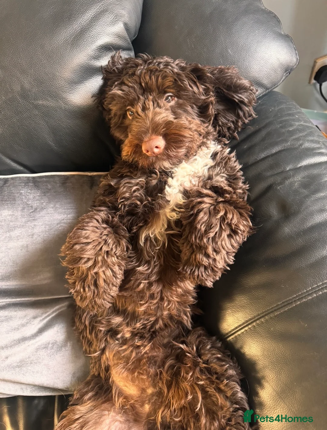 Mixed Breed dogs for sale: Labradoodle cross cockapoo puppy’s  - Advert 10