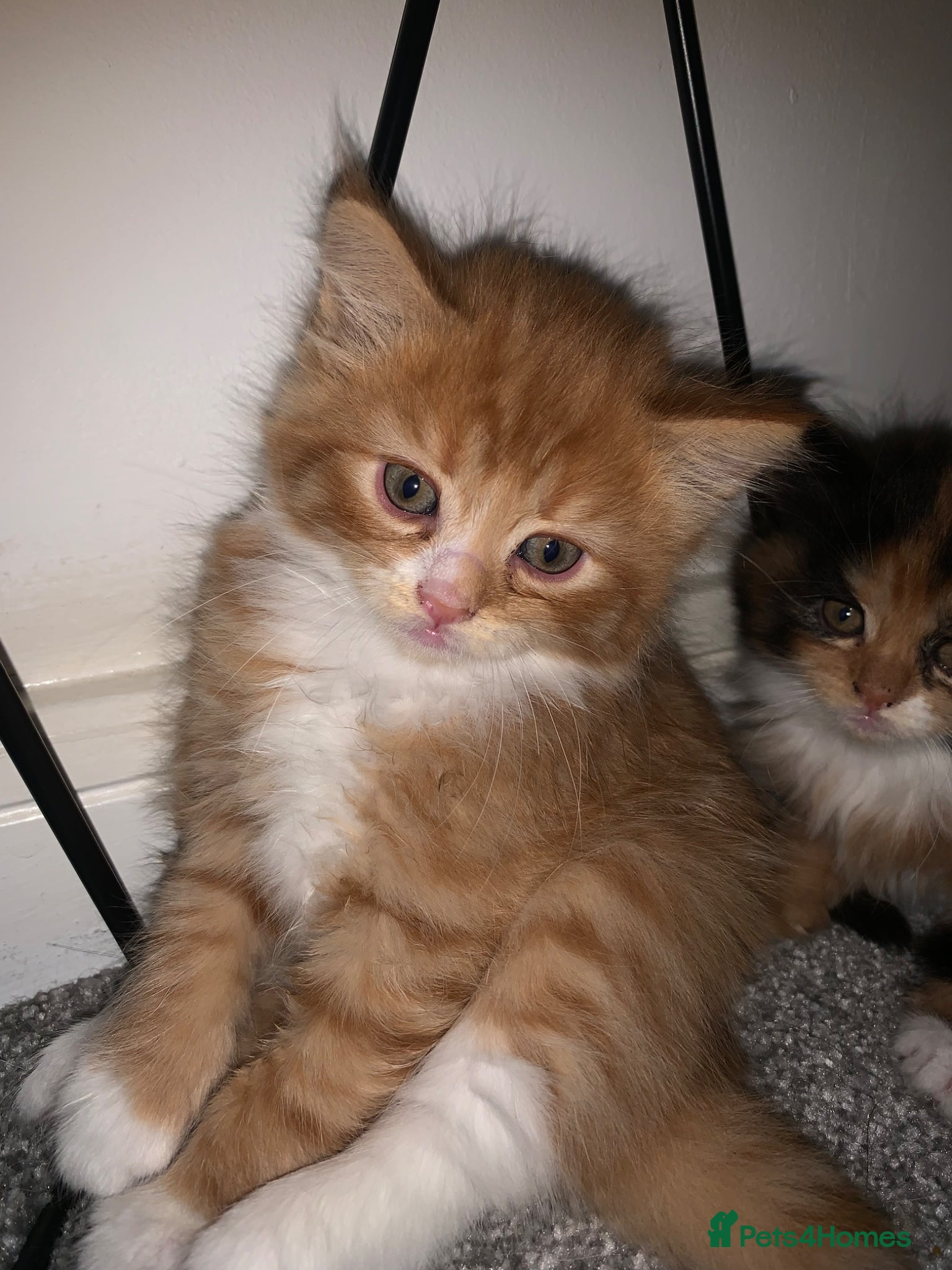 Mixed Breed cats 4 Beautiful kittens - Advert 1
