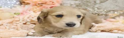 Miniature Dachshund dogs for sale: Shaded Cream Male - Advert 4