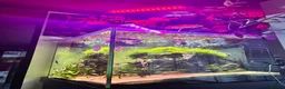 Angelfish fish for sale: Aquarium full set  - Advert 2