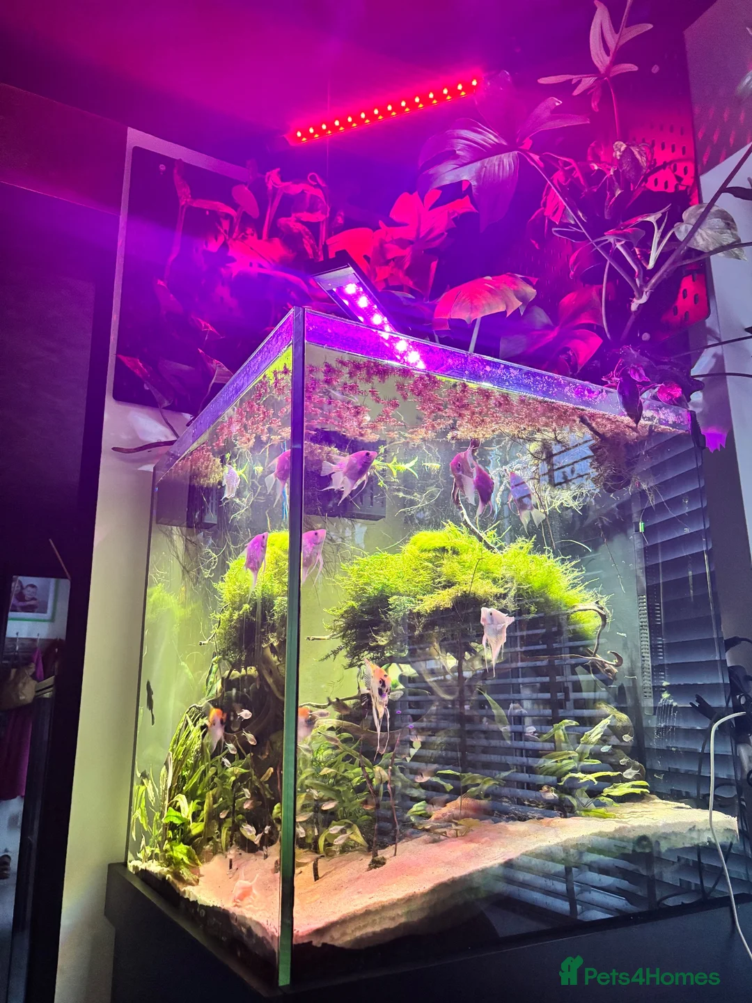 Angelfish fish for sale: Aquarium full set  - Advert 2