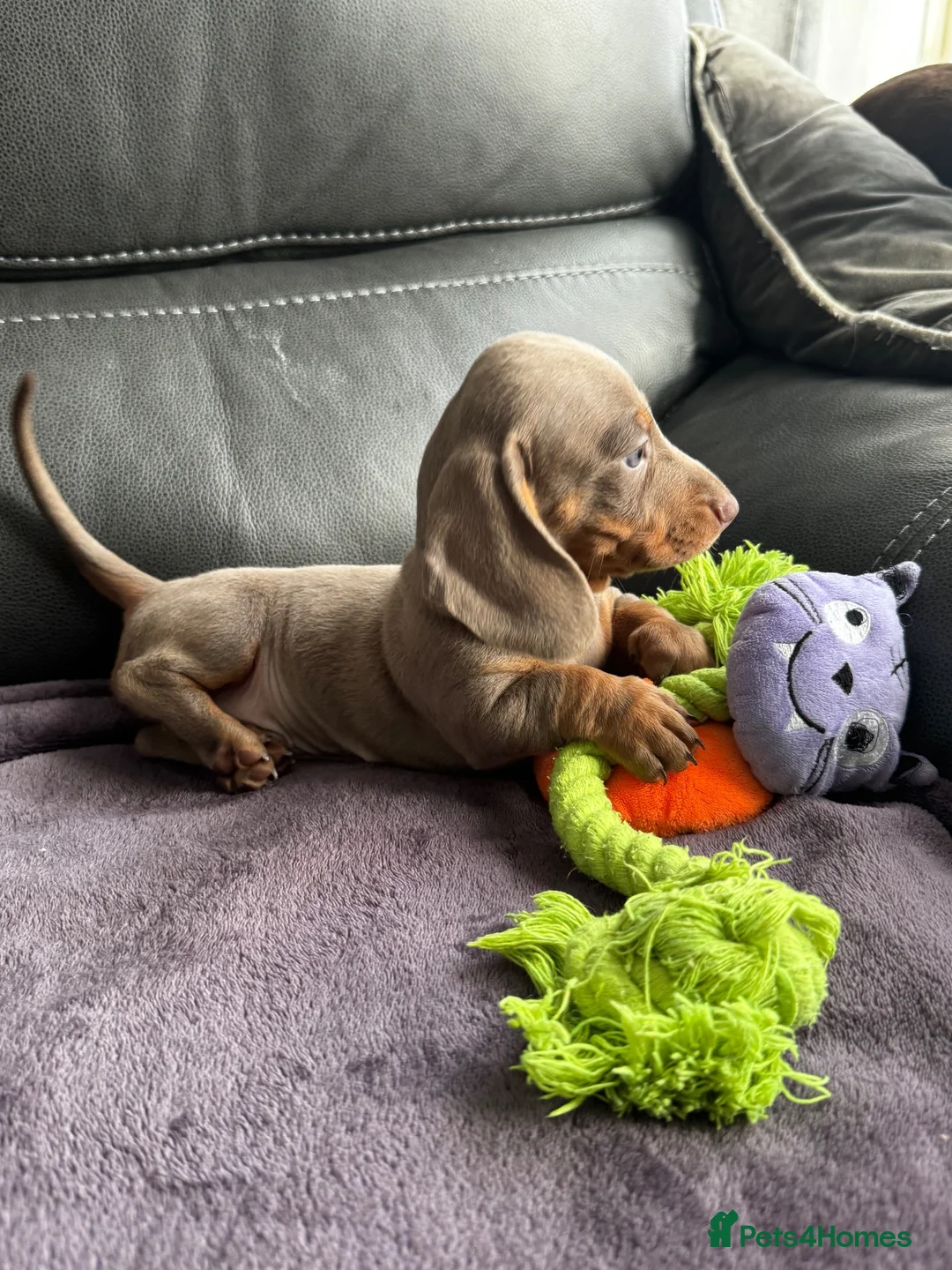 Dachshund dogs for sale: Miniature dachshunds for sale - Advert 2
