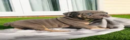 English Bulldog dogs for sale: Stunning English bulldog puppies - Advert 9