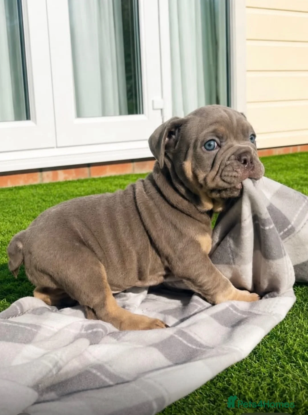 English Bulldog dogs for sale: Stunning English bulldog puppies - Advert 9